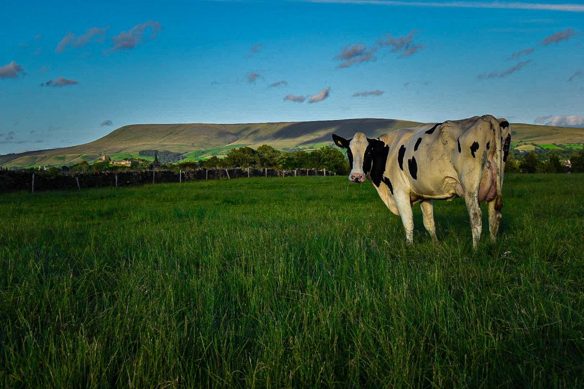The cows of Thirty Acre Farm admiring Pendle Hill by Hazel Stansfield