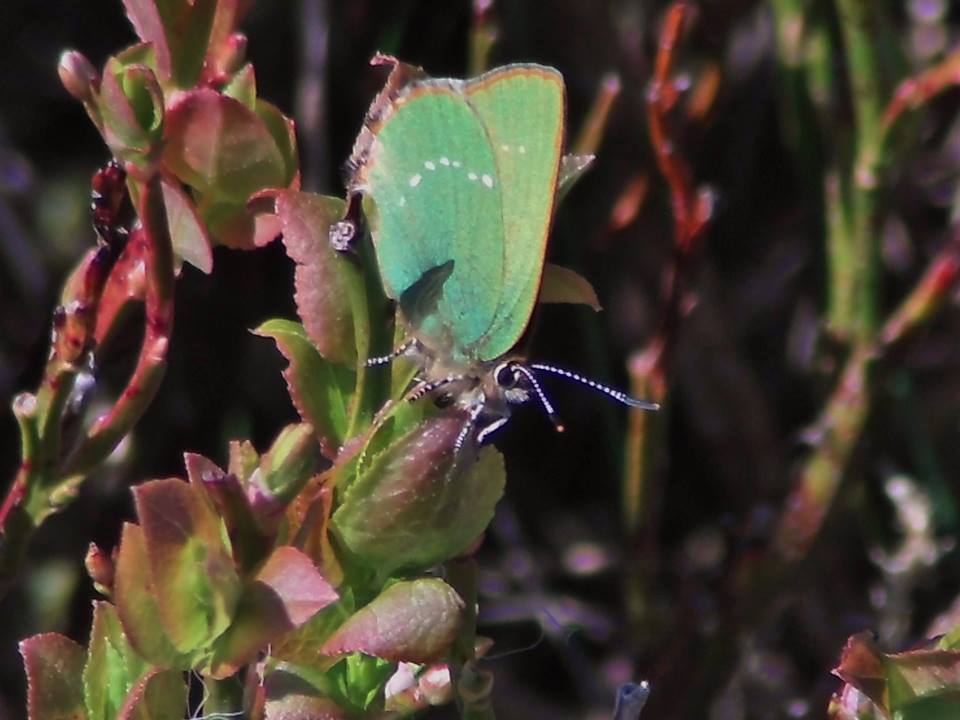 Green Hairstreak Butterfly by Jeff Gorse