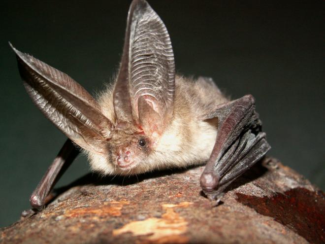 Brown long-eared - © Steve Parker / Bat Conservation Trust