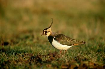 Lapwing - image by Chris Gomersall