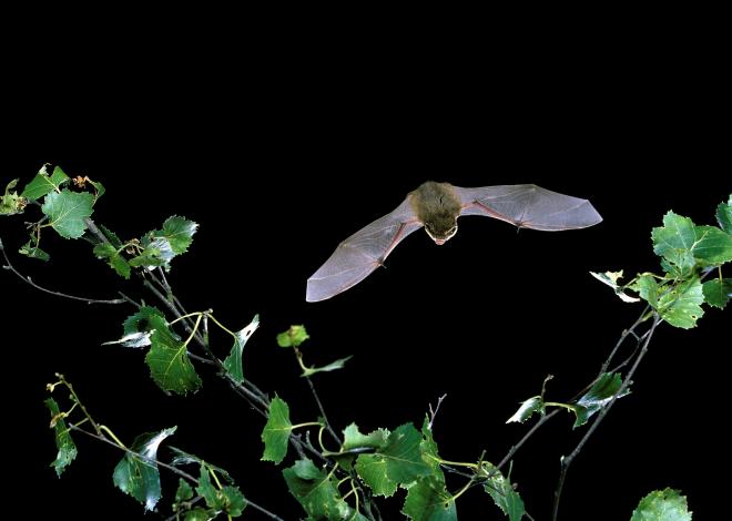 Pipistelle in flight - © Hugh Clark / Bat Conservation Trust