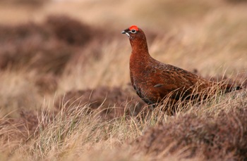 Red Grouse - image by Tom Marshall