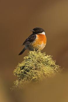 Stone chat - image by Ben Hall