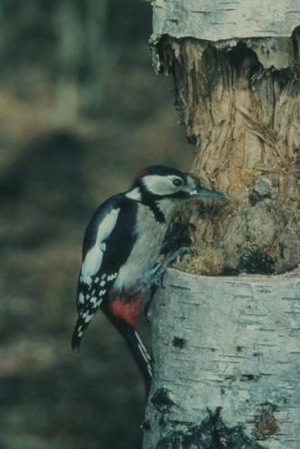 Great Spotted Woodpecker - image credit Jon Hickling