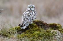 I just love watching owls in Bowland and have had some fantastic encounters with these stunning birds. © Gary Pinder