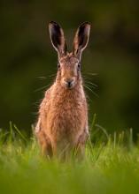 A Forest of Bowland staple; the brown hare! Such charismatic animals and great fun to try and photograph © Bradley Hamer