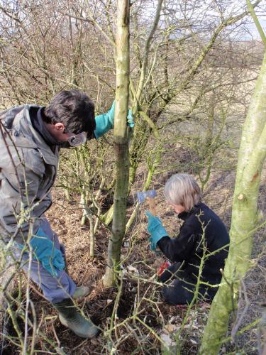 hedge laying