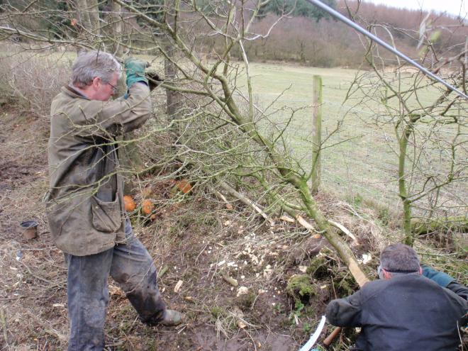 hedge laying