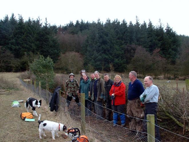 hedge laying