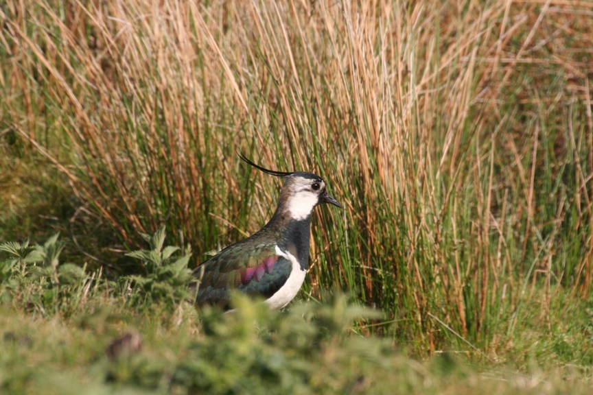 Lapwing - image copyright Barrie Tyrer Lapwing - image copyright Barrie Tyrer