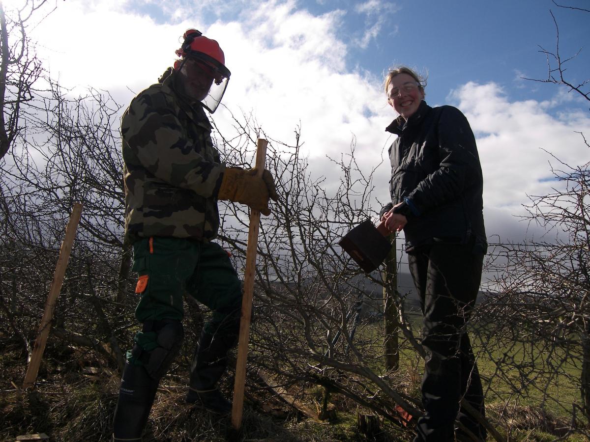 Hedge laying above Rimington (Forest of Bowland AONB) Hedge laying above Rimington (Forest of Bowland AONB)