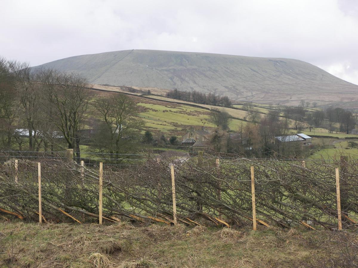 Rimington hedge (credit Forest of Bowland National Landscape)