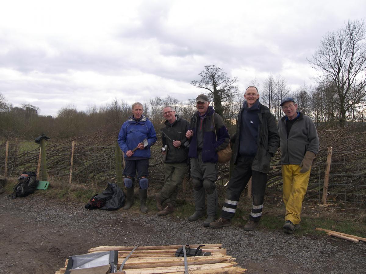 Hedge Laying