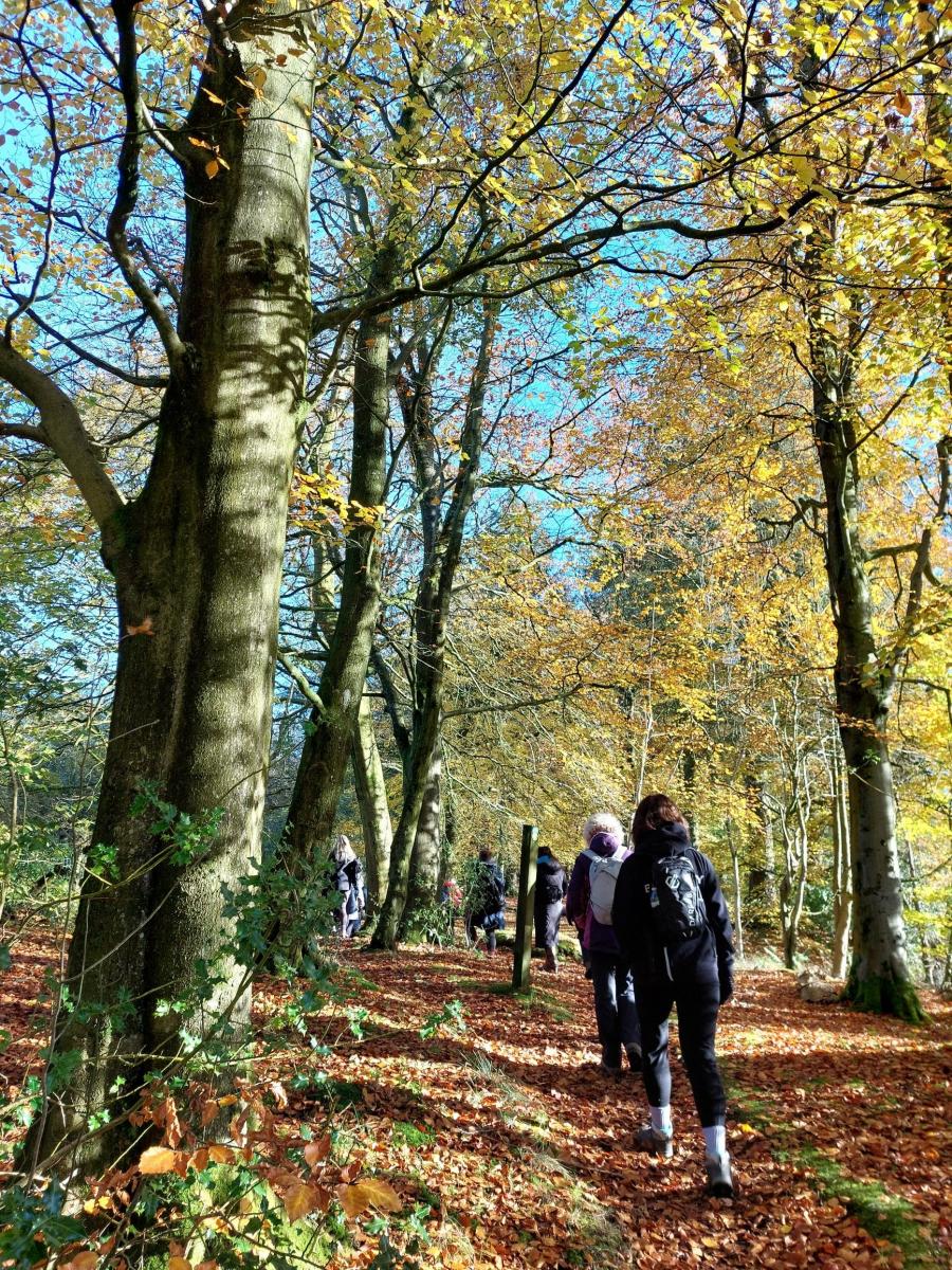 Forest Bathing Walk