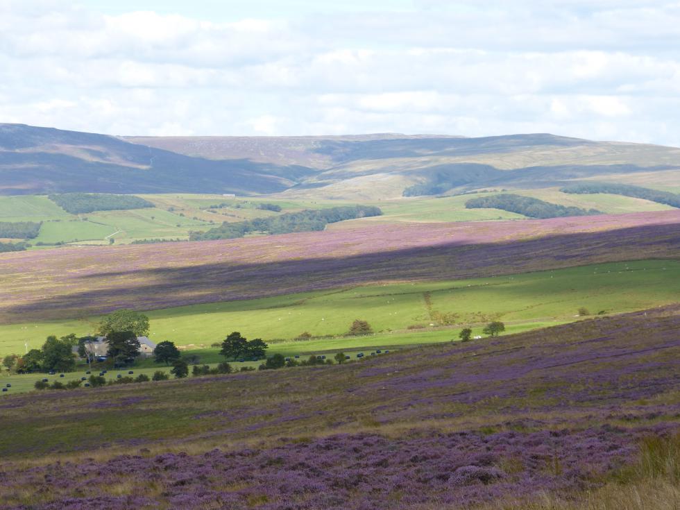 Heather at Abbeystead by Jon Hickling