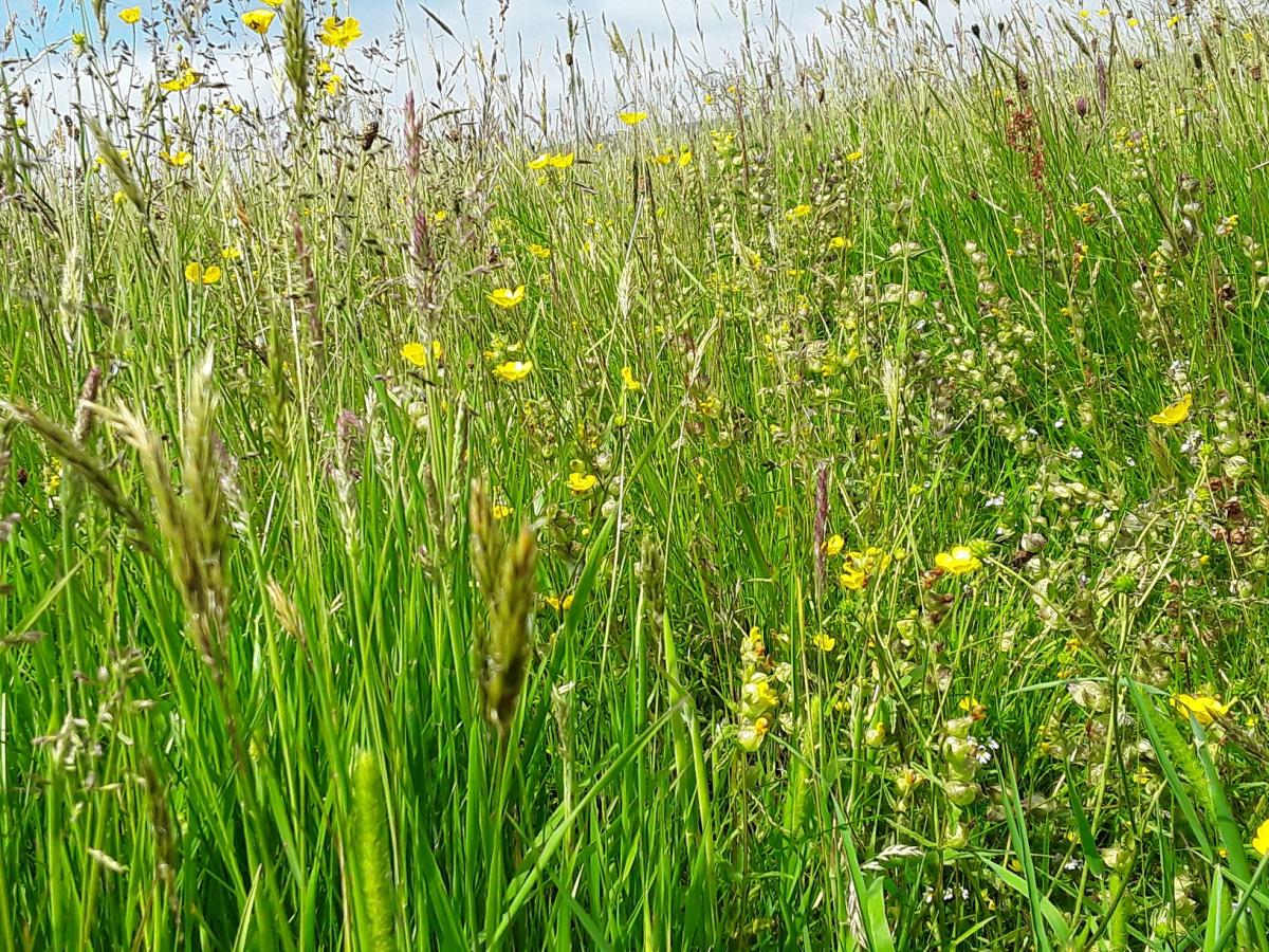 Bell Sykes Hay Meadow
