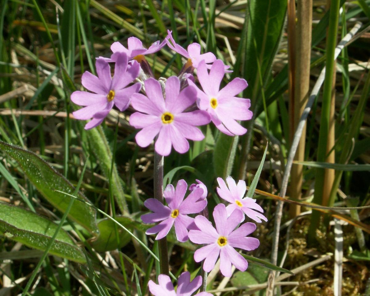 Bird's-eye primrose (J Hickling)