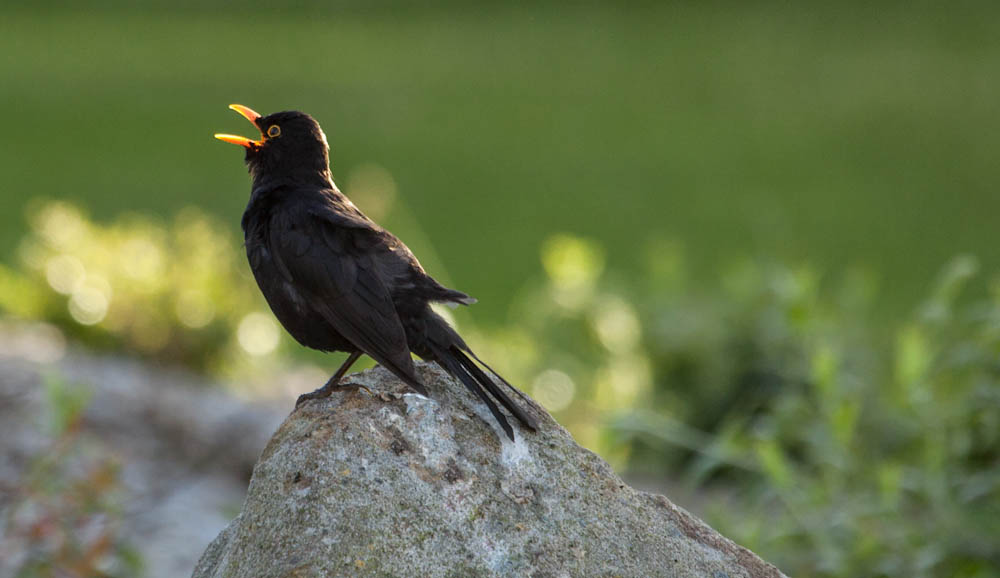 Blackbird by Richard Bayley