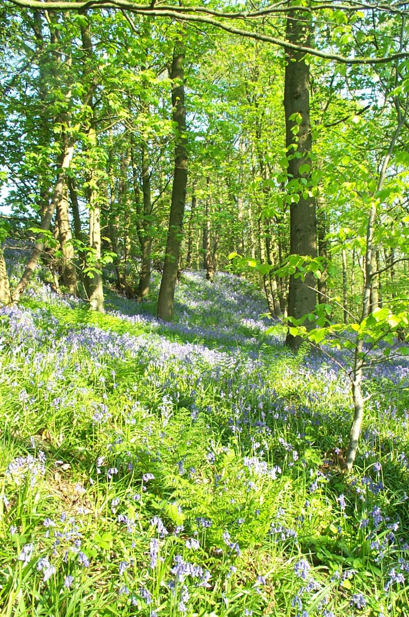 Brock Valley Bluebell Wood