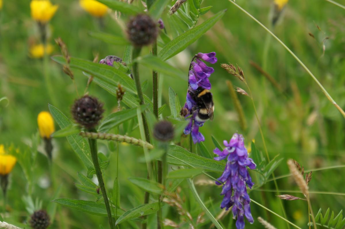 Bumblebee on meadow flower_FoB AONB