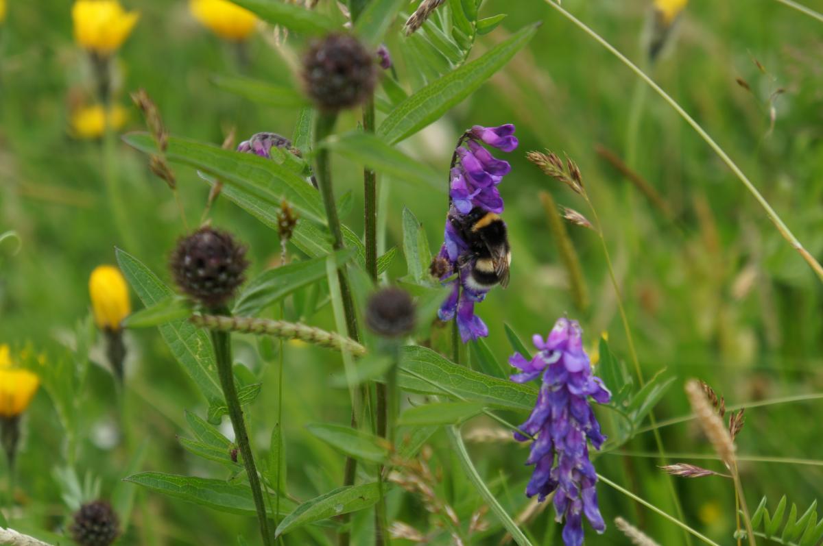 Bumblebee on meadow flower_FoB AONB Bumblebee on meadow flower_FoB AONB