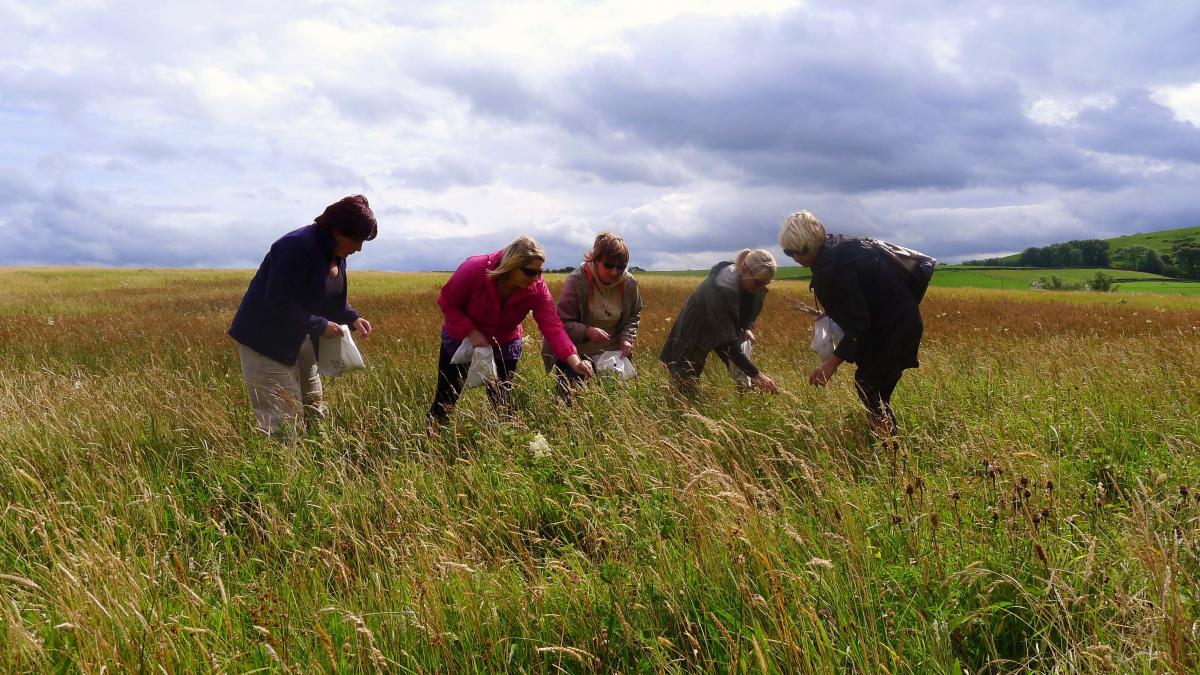 Volunteer seed collecting