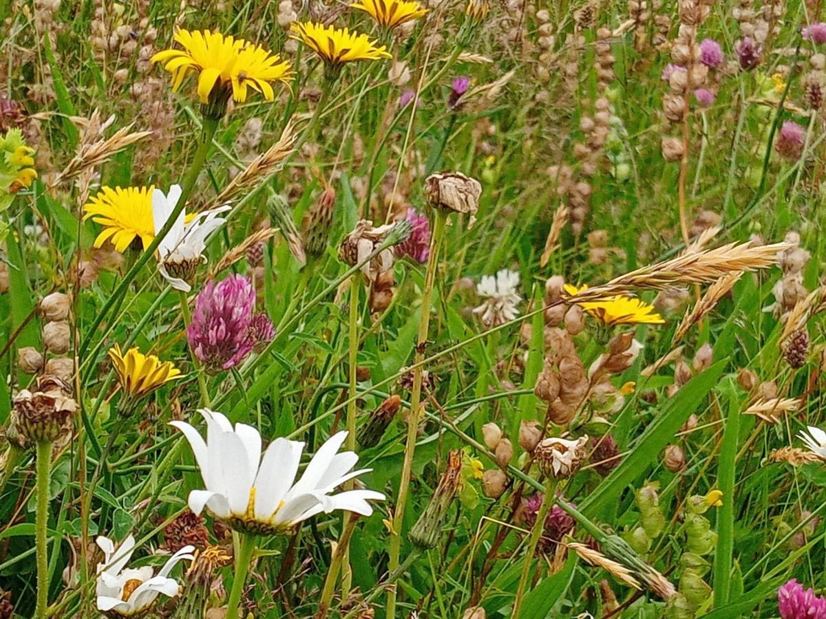 Hermitage Meadow, Crook O'Lune