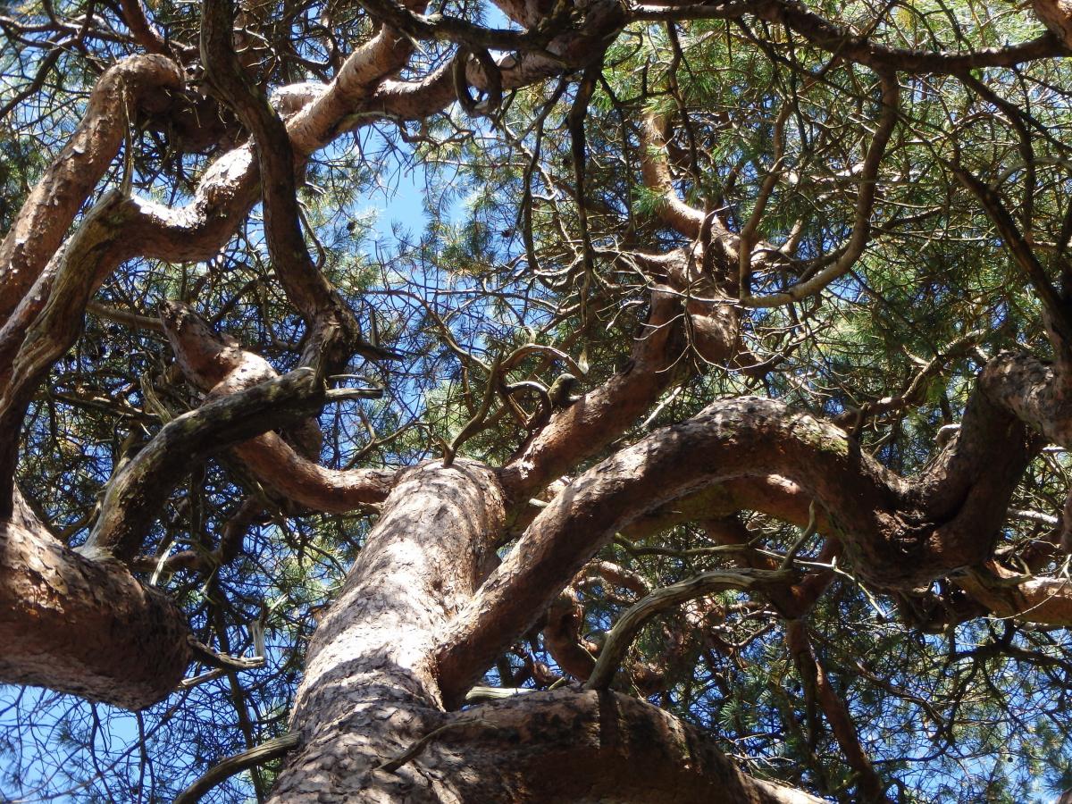 Forest Bathing Walk