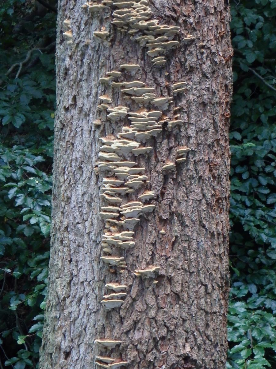 Fungi on tree