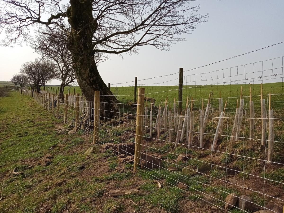 Hedgerow replanting