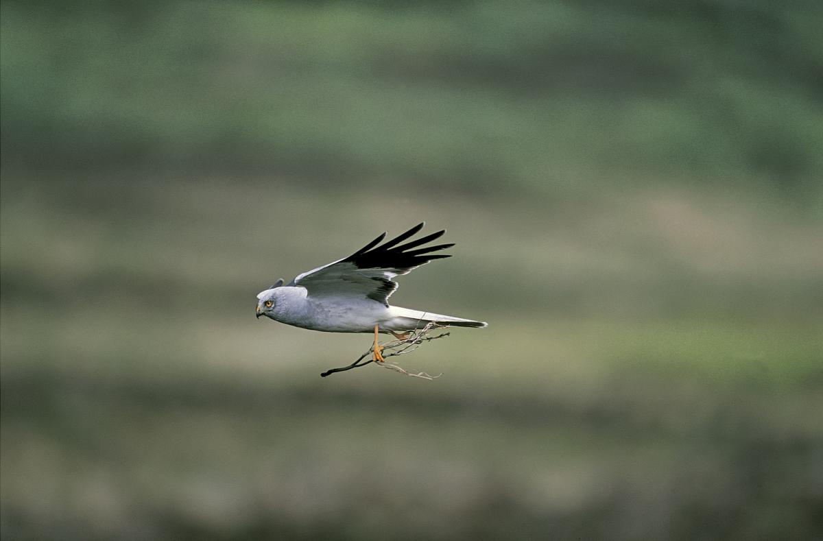 Male Hen Harrier - image by Andy Hay