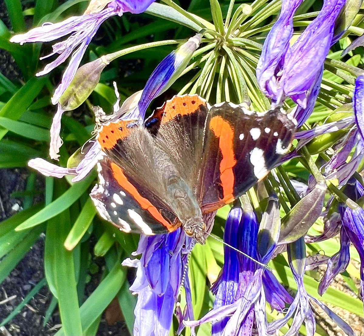 Butterfly by Salar Media