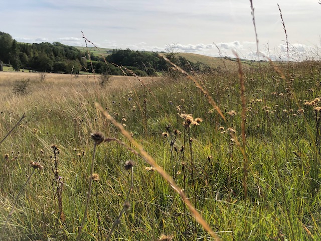 Saw-wort seed heads near Gisburn Forest 2019