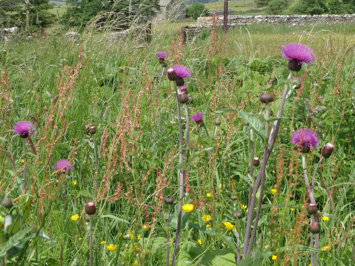 Melancholy thistle at Bell Sykes Farm (Forest of Bowland AONB)