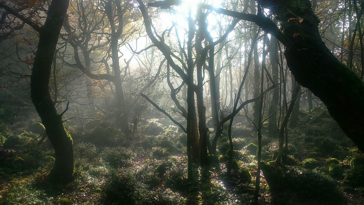 Misty Woods Clougha, Image by Stehen Kidd