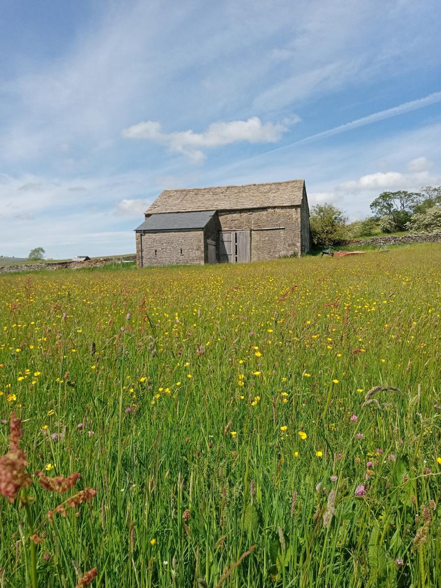 Bell Sykes Hay Meadow