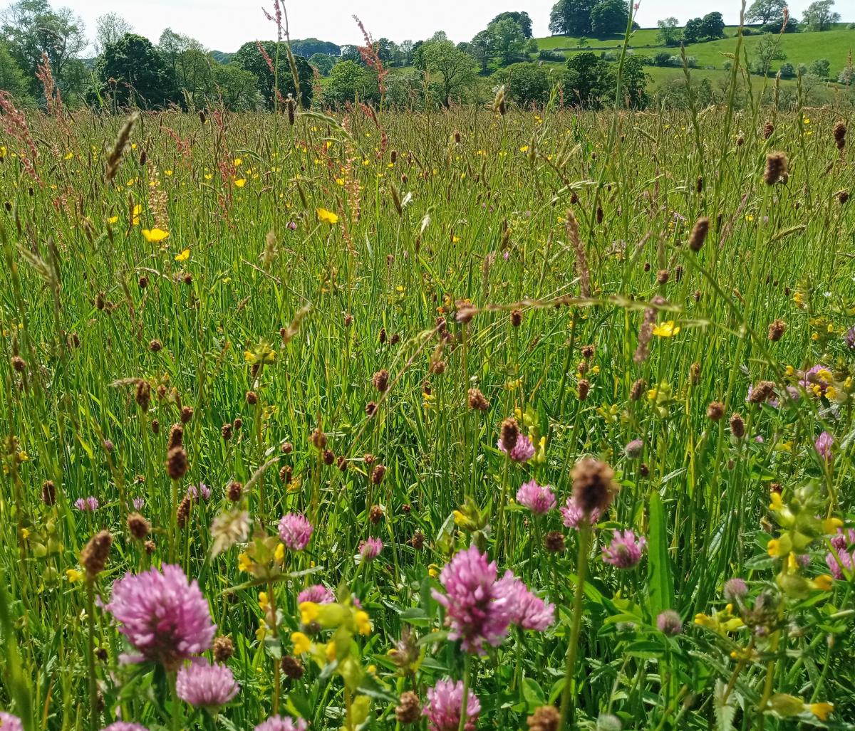 Bell Sykes Hay Meadow