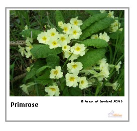 Primrose playing card thumbnail - Forest of Bowland National Landscape