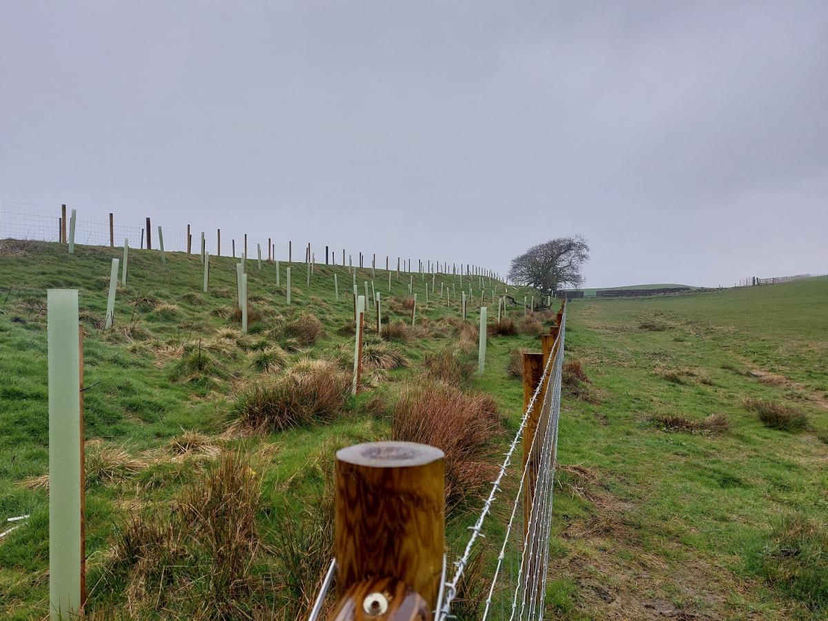 Quernmore woodland