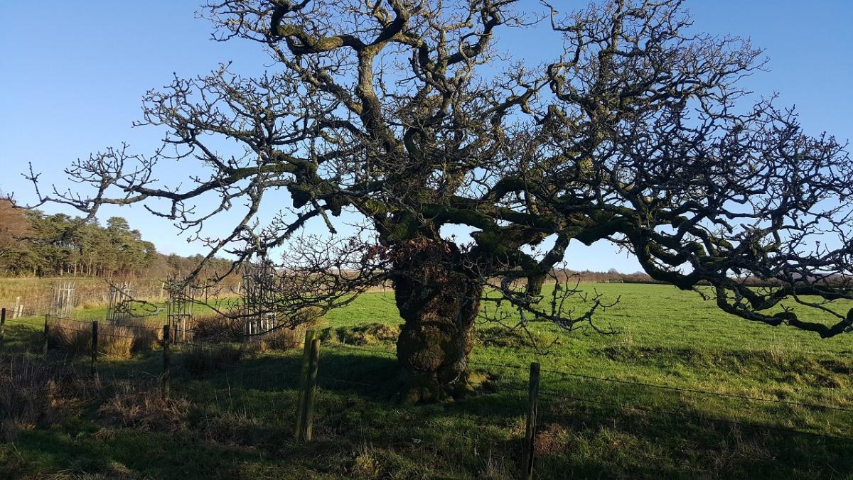 Bowland Tree