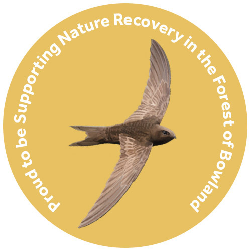 Swift Supporter Badge - illustration by Salt Marsh Studio