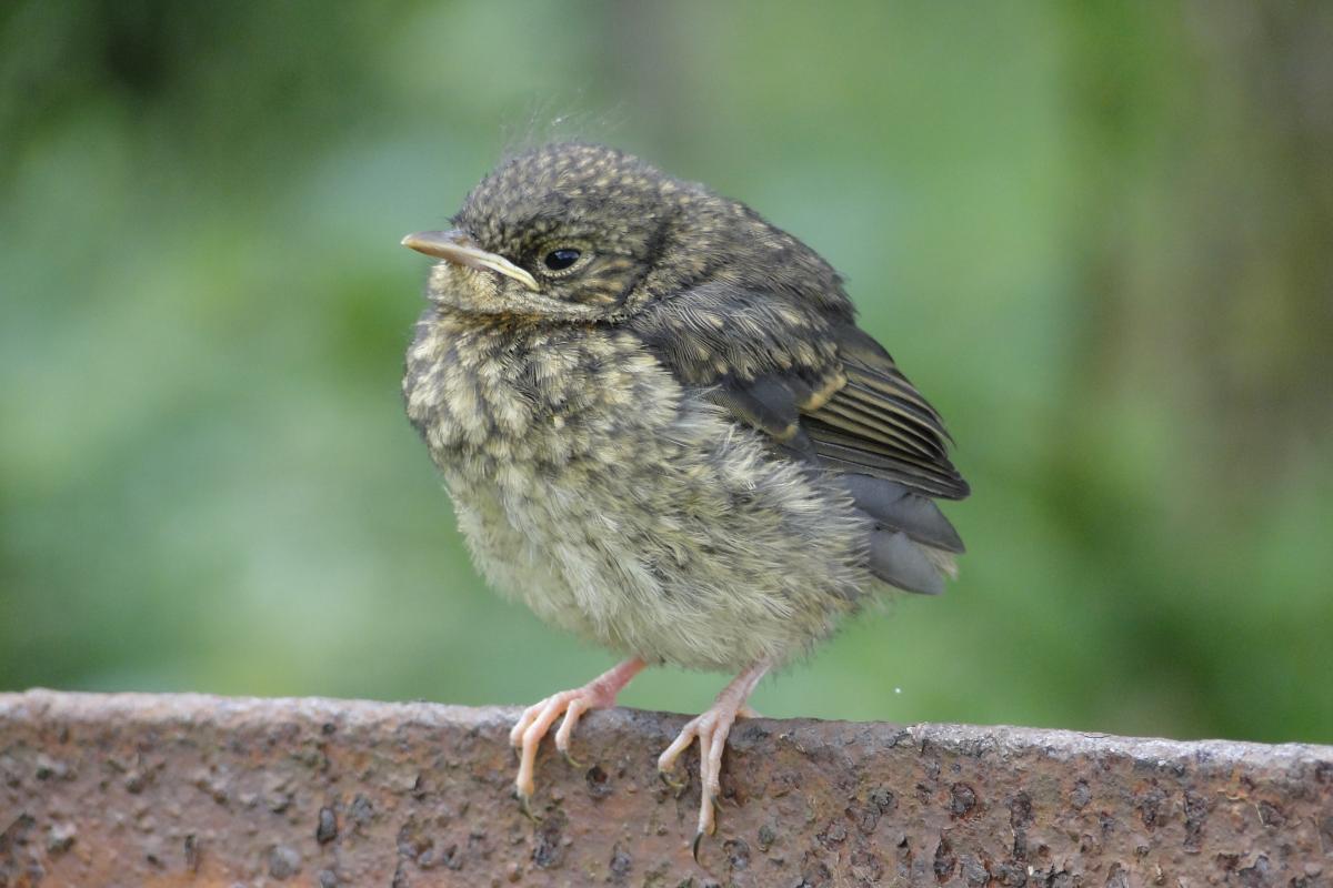 Baby robin by Tarja Wilson