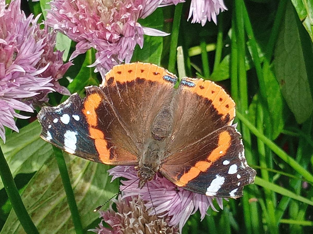 Red admiral on purple flower_FoB AONB Red admiral on chives_FoB AONB