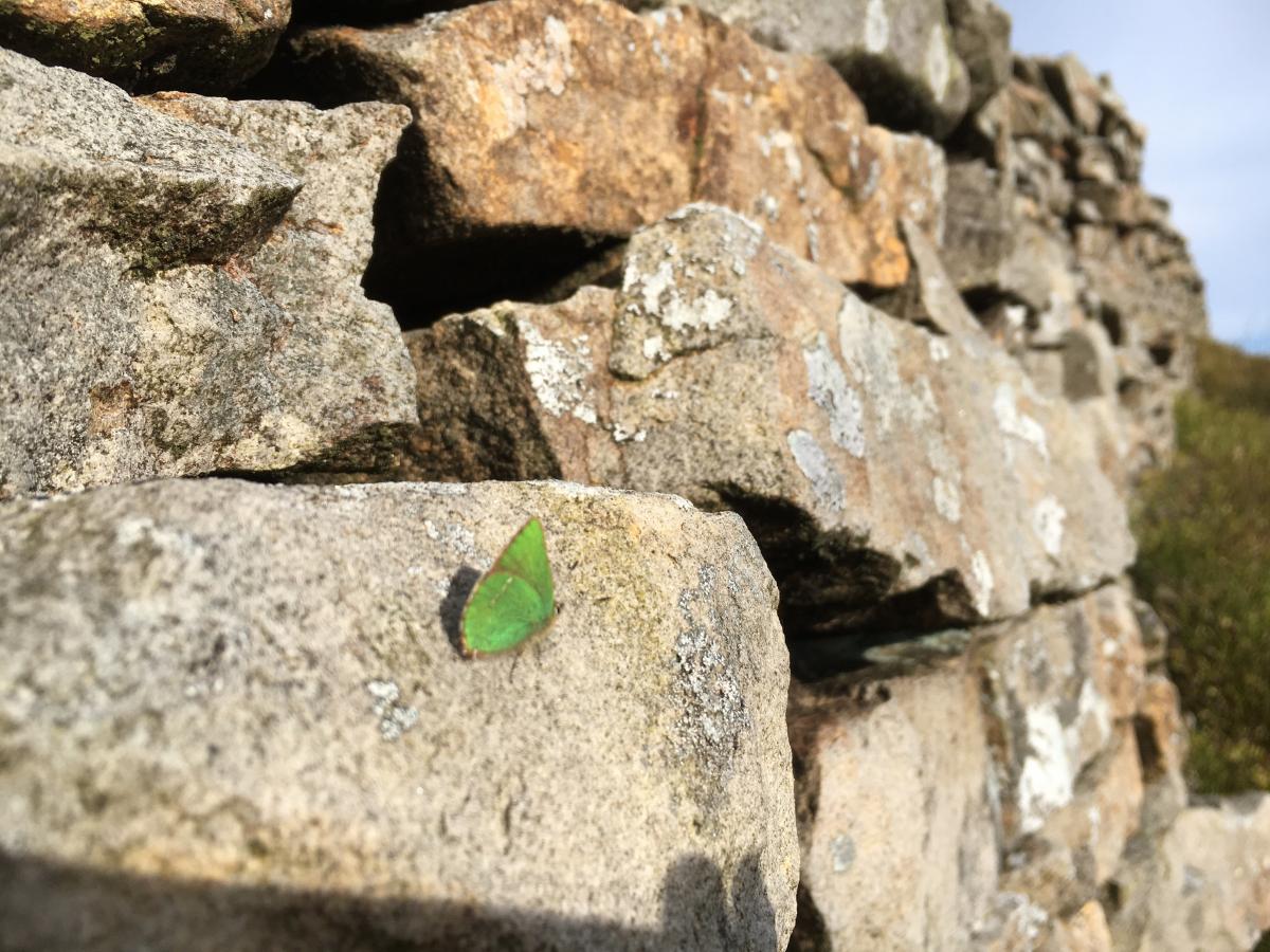 Green Hairstreak Butterfly by David Oyston