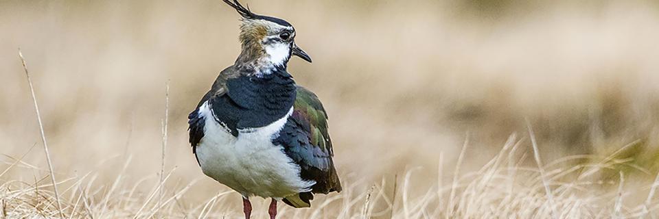 Lapwing © David Patrick