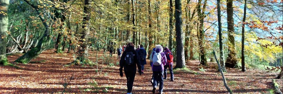 Autumn woodland walk