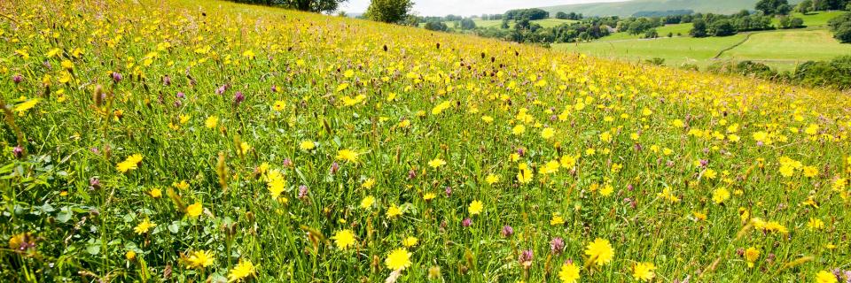 Bell Sykes Meadow, Slaidburn