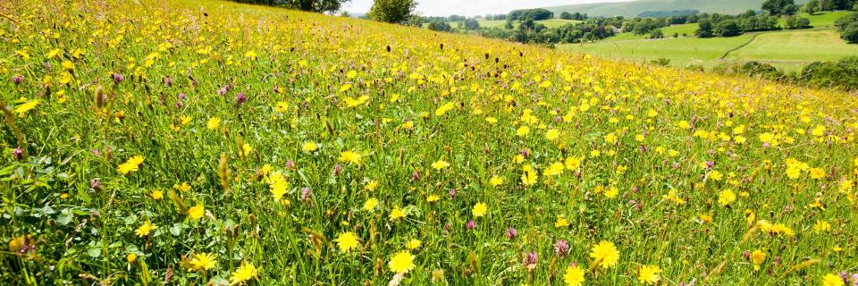 Bowland wildflower meadow