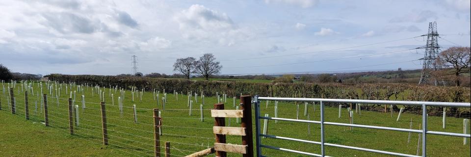 Ellel woodland planting