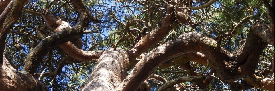 Conifer Tree in Gisburn Forest